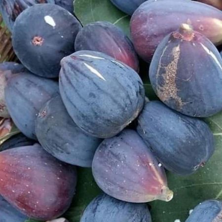 Casa Rural Anzo Gáldar المظهر الخارجي الصورة